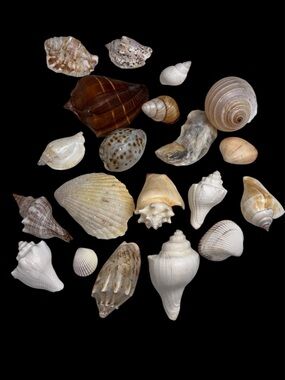 20pc Boutique Shell Collection - Excellent Condition - Tun, Volute, Cowrie